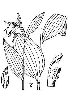 <i>Criosanthes arietina</i> (W.T. Aiton) House