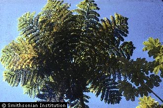 West Indian Treefern