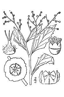 <i>Kochia atriplicifolia</i> Spreng.