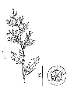 <i>Kochia atriplicifolia</i> Spreng.