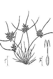 <i>Cyperus niger</i> Ruiz & Pav. var. rivularis (Kunth) V.E. Grant