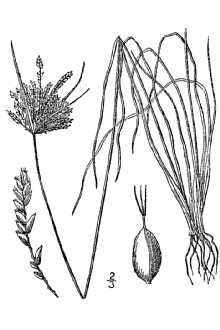<i>Cyperus filiculmis</i> Vahl var. macilentus Fernald