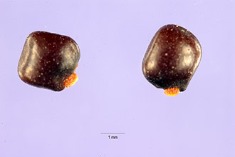 <i>Cytisus canariensis</i> (L.) Kuntze