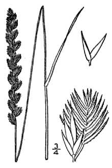 Crested Dogstail Grass
