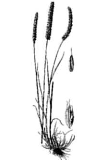 Crested Dogstail Grass