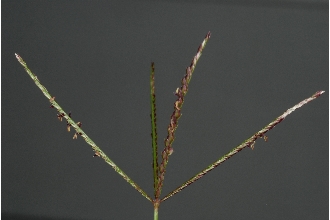 <i>Capriola dactylon</i> (L.) Kuntze