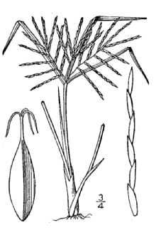 <i>Cyperus speciosus</i> Vahl var. squarrosus Britton