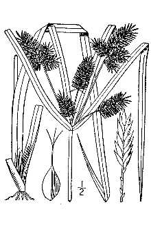<i>Cyperus halei</i> Torr. ex Britton