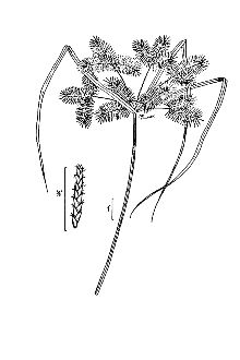 <i>Cyperus halei</i> Torr. ex Britton