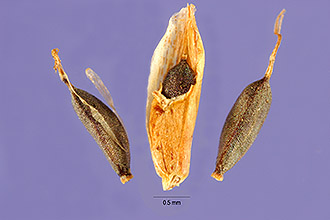 <i>Cyperus eggersii</i> Boeckeler