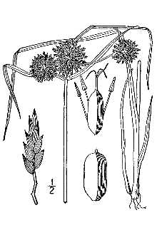 <i>Cyperus filiculmis</i> auct. non Vahl