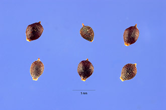 <i>Cyperus flavescens</i> L. var. poiformis (Pursh) Fernald