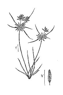<i>Cyperus flavescens</i> L. var. poiformis (Pursh) Fernald