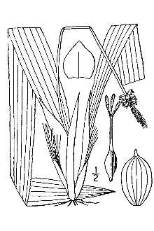 <i>Carex fraseriana</i> Ker Gawl.