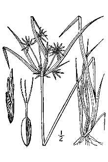 <i>Cyperus multiflorus</i> (Britton) Small