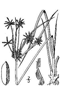 <i>Cyperus filiculmis</i> Vahl var. oblitus Fernald & Grisc.