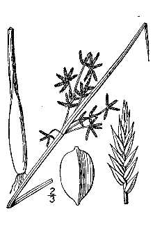 <i>Cyperus haspan</i> L. var. americanus Boeckeler