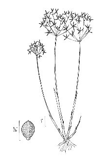 <i>Cyperus halpan</i> L., orth. var.