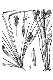 <i>Cyperus retrofractus</i> (L.) Torr. var. hystricinus (Fernald) Kük.