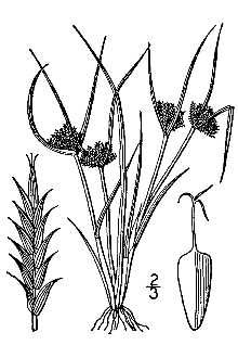 <i>Cyperus squarrosus</i> L. var. runyonii (O'Neill) S.D. Jones & Wipff