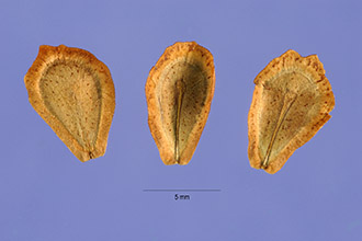 <i>Ampelamus albidus</i> (Nutt.) Britton
