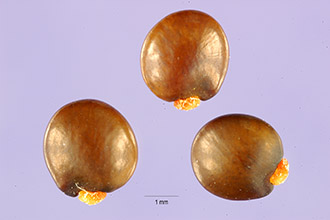 <i>Cytisus linifolius</i> (L.) Lam.
