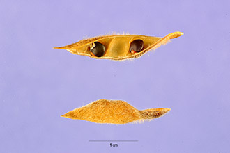 <i>Cytisus stenopetalus</i> (Webb & Bethel.) Masf.