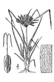 <i>Cyperus polystachyos</i> Rottb. var. laxiflorus Benth.