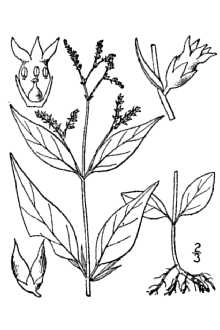<i>Cynoctonum succulentum</i> R.W. Long