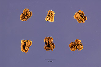 <i>Linaria cymbalaria</i> (L.) Mill.