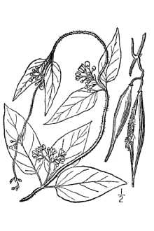 <i>Cynanchum nigrum</i> (L.) Pers., non Cav.