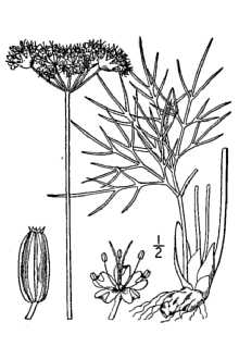 <i>Lomatium megarrhizum</i> (A. Nelson) Mathias