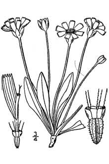 <i>Cymbia occidentalis</i> (Nutt.) Standl.