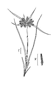 <i>Cyperus longispicatus</i> J.B.S. Norton