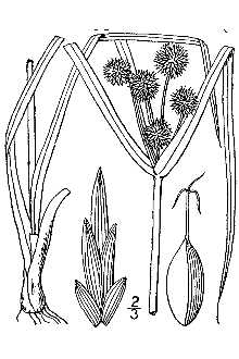 <i>Cyperus ovularis</i> (Michx.) Torr. var. sphaericus Boeckeler