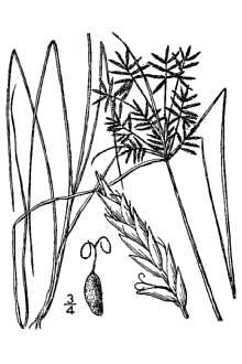 <i>Cyperus polystachyos</i> Rottb. var. pallidus Hillebr.