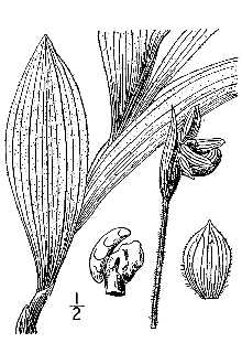 <i>Cypripedium passerinum</i> Richardson var. minganense Vict.