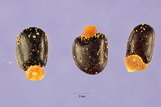 <i>Cytisus proliferus</i> L. f.