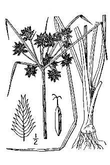 <i>Cyperus virens</i> Michx. var. arenicola (Boeckeler) Shinners