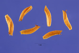 <i>Cyperus virens</i> Michx. var. arenicola (Boeckeler) Shinners