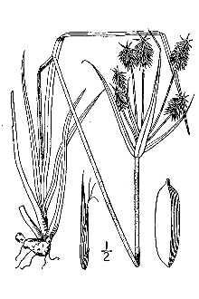 <i>Cyperus retrofractus</i> (L.) Torr. var. dipsaciformis (Fernald) Kük.