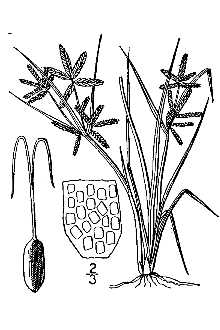 <i>Cyperus niger</i> Ruiz & Pav. var. rivularis (Kunth) V.E. Grant