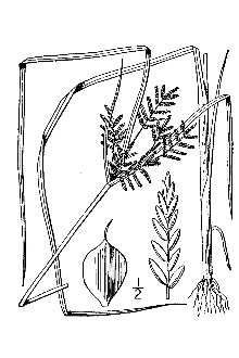 <i>Cyperus sabulosus</i> (Mart. & Schrad. ex Nees) Steud.