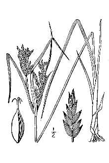 <i>Cyperus ×mesochoreus</i> Geise
