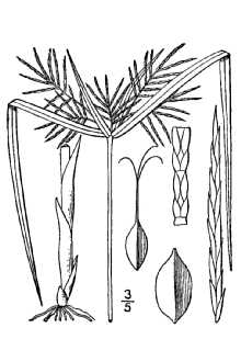 <i>Cyperus odoratus</i> L. var. squarrosus (Britton) S.D. Jones, Wipff & R. Carter
