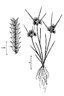 <i>Cyperus inflexus</i> Muhl.