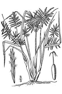 <i>Cyperus strigosus</i> L. var. robustior Britton