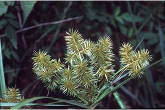 <i>Cyperus strigosus</i> L. var. stenolepis (Torr.) Kük.