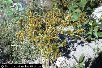 <i>Cyperus strigosus</i> L. var. robustior Britton