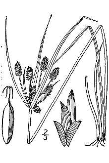 <i>Cyperus retrorsus</i> Chapm. var. cylindricus (Elliott) Fernald & Grisc.